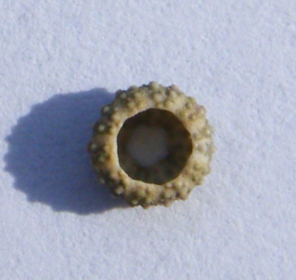 Teca di juvenile Paracentrotus lividus